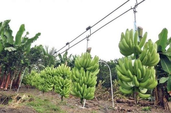Trole de aço do rolo do cabo aéreo da banana da exploração agrícola com rolamentos