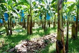 Rolo industrial do cabo aéreo da banana da exploração agrícola 250KG para o hardware fácil do transporte